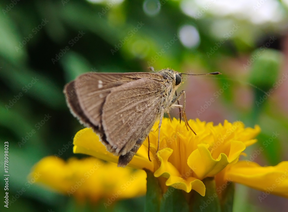 Obraz premium Brown skipper on yellow flower