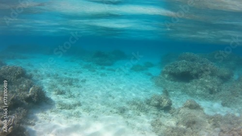 Wallpaper Mural Underwater Sea Floor Turquoise Water, Sandy Bottom, Marine Life Torontodigital.ca