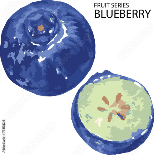 vector ilustration of blueberry fruits