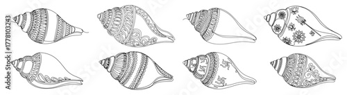 Decorative conch shells set hand drawn line art vector illustration