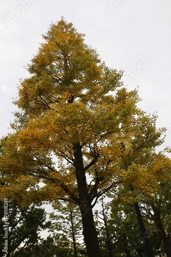 Canvas Print Ginkgo trees coloring Tokyo in autumn