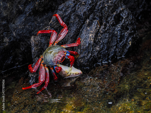 Bright red crab with vivid shell climbing on wet rock near shore in shallow tidal pool