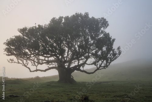 Ancient laurel trees in dense fog of Fanal forest, Laurisilva, UNESCO site, Madeira Island, Portugal