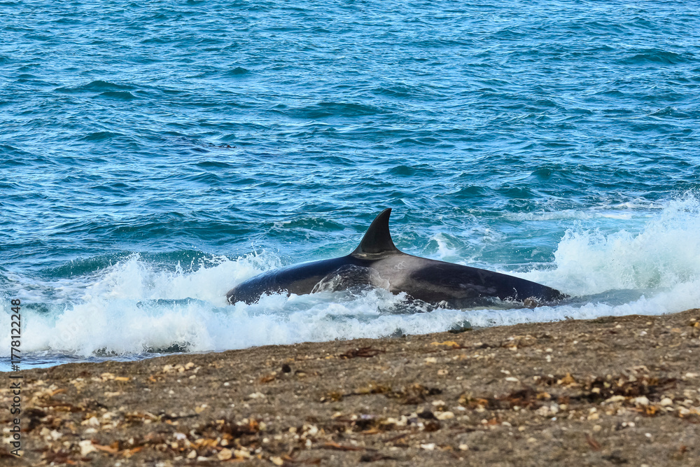 Fototapeta premium Killer Whale, Orca, hunting a sea lion pup, Peninsula Valdes, Patagonia Argentina