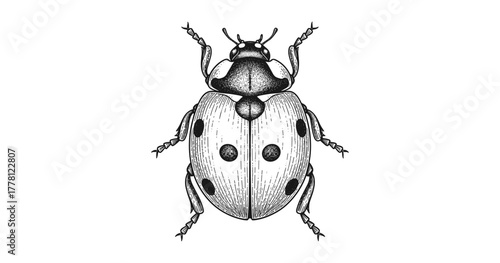 Intricate black and white ladybug sketch with detailed lines and spots