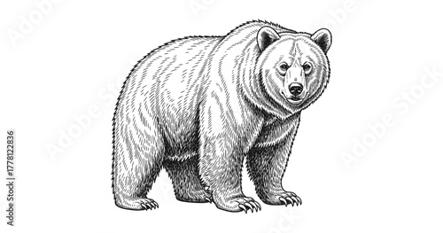 Detailed engraving style grizzly bear illustration on white background