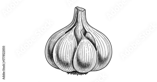 Detailed engraved garlic bulb with vintage style on white background