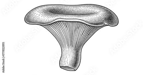 Detailed engraving of a chanterelle mushroom in black and white
