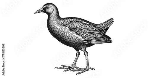 Engraved bird artwork with detailed feathers and textured design