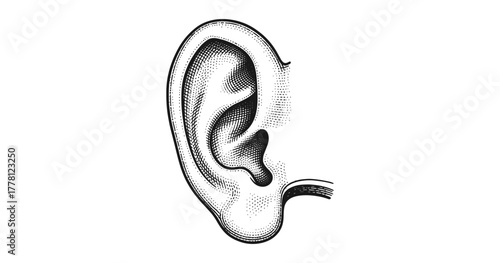 Detailed retro style engraving of human ear on white background