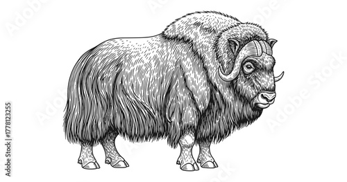 Detailed black and white drawing of a musk ox with textured fur