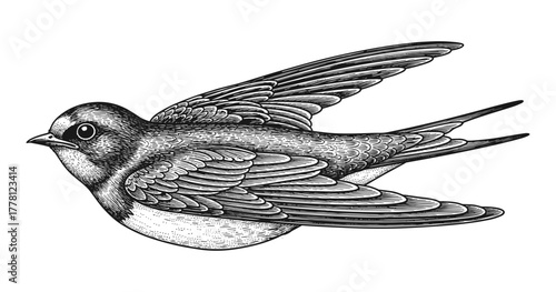 Detailed black and white bird with intricate feathers in flight