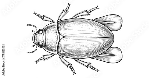 Intricate black and white beetle art with detailed linework