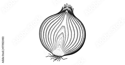 Detailed cross section of onion in vintage etching style highlighting texture and layers