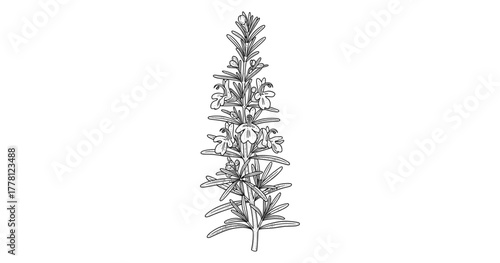 Elegant linear drawing of rosemary herb with delicate flowers and leaves