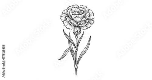 Intricate black and white carnation flower drawing with detailed petals and leaves