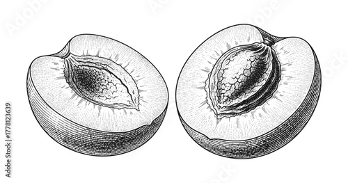Vintage style engraving of halved peaches with detailed texture and seed