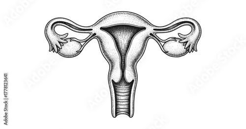 Vintage anatomical diagram of human uterus in detailed engraving style