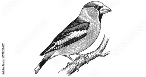 Detailed ink drawing of a bird perched on a branch