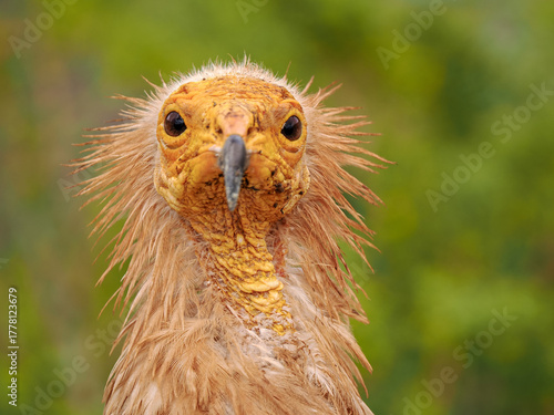 Close-up of a wet Egyptian vulture with spiky feathers and intense stare against green blurred background