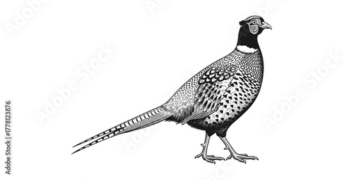 Detailed black and white pheasant drawing on white background