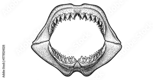 Intricate black and white drawing of shark jaw with open mouth