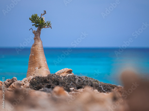 Bottle-shaped desert rose tree growing on rocky coast by the turquoise sea under clear blue sky