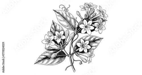 Intricate black and white botanical drawing with blooming flowers and leaves