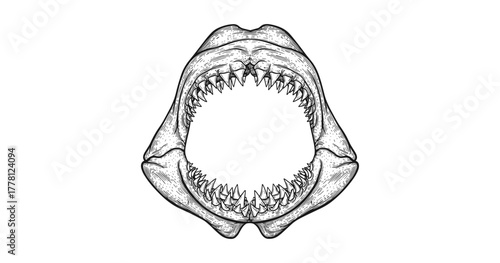 Detailed hand drawn shark jaw with teeth in monochrome