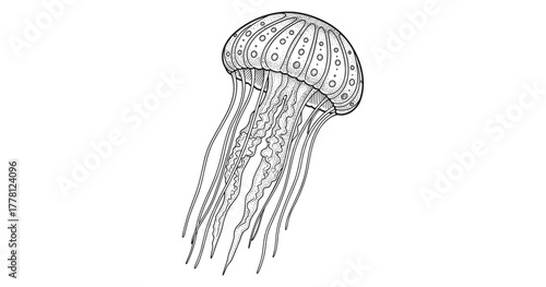 Intricate jellyfish line art design with detailed patterns