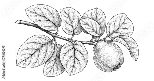 Detailed botanical drawing of quince with leaves on branch