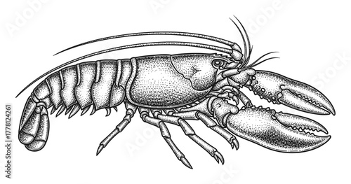 Intricate lobster artwork in black and white ink drawing style