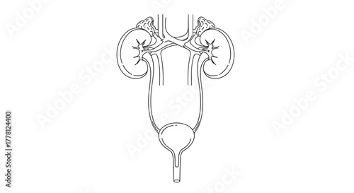 Illustration of the urinary system showing kidneys ureters and bladder in white