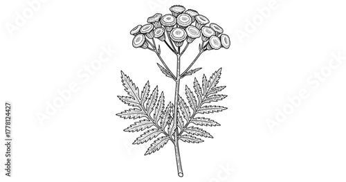 Detailed botanical drawing of tansy plant with fern-like leaves and clustered flowers