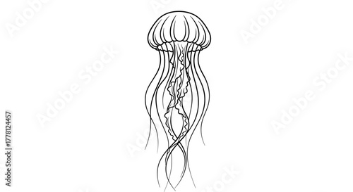 Detailed line drawing of a jellyfish with long flowing tentacles on white background