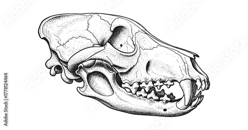 Intricate skull drawing of a carnivore in vintage etching style