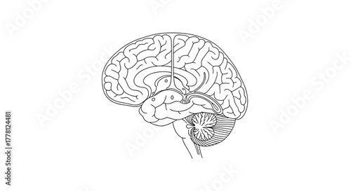 Illustration of the human brain with detailed anatomical structures shown line art