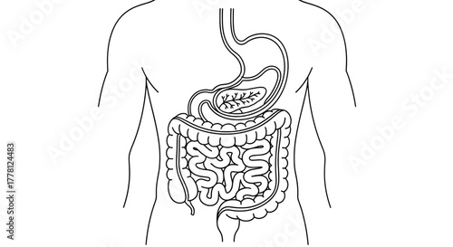 Illustration of human digestive system with stomach pancreas and intestines