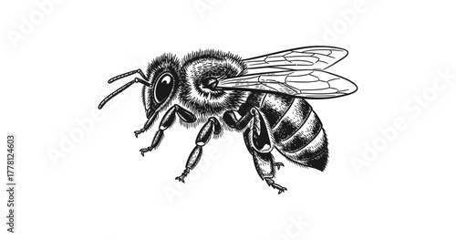 Detailed black and white honey bee sketch on white background