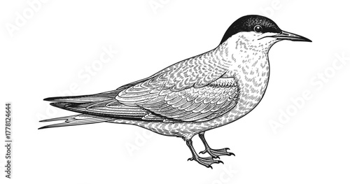 Detailed black and white bird drawing in vintage engraving style