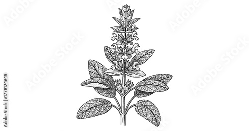 Intricate botanical drawing of a sage plant in black and white line art style