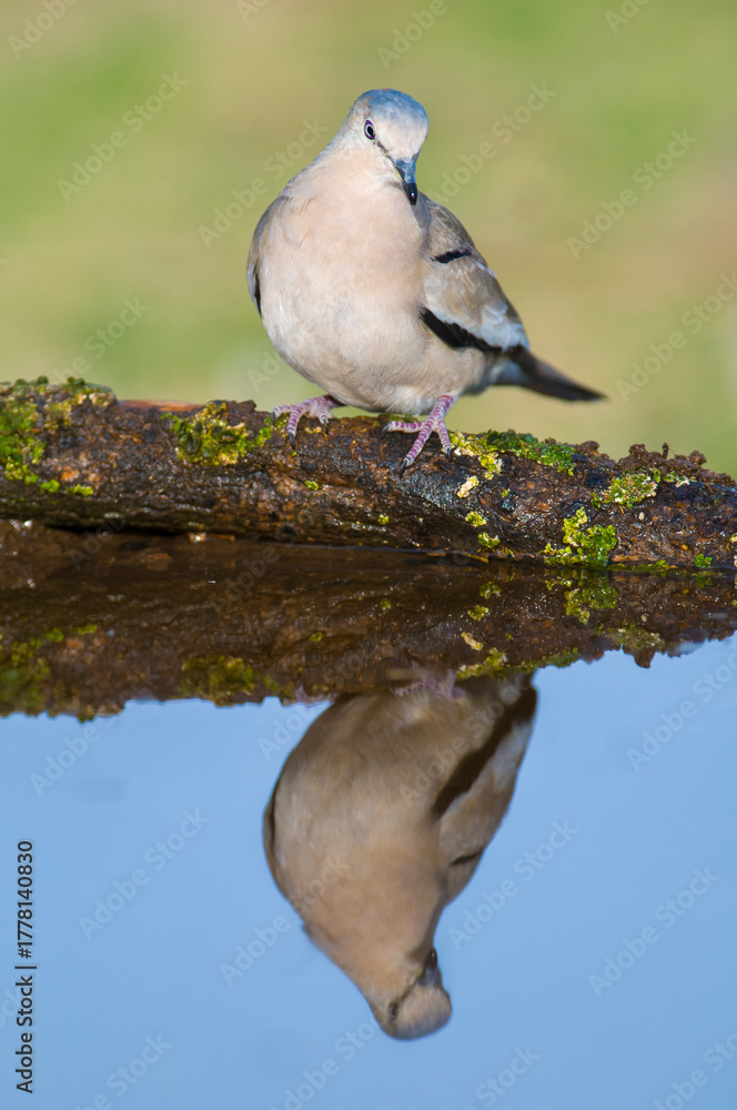 Fototapeta premium Picui Ground Dove, Columbina picui, Calden forest, La Pampa, Argentina