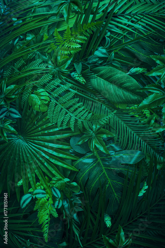 Tropical rainforest leaves with soft green light and natural texture