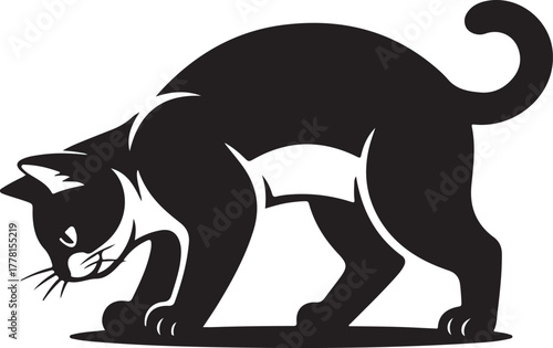 Black cat with white markings crouching low with tail curled upwards feline animal