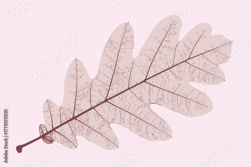 Detailed autumn oak leaf with intricate veins on a soft pink background