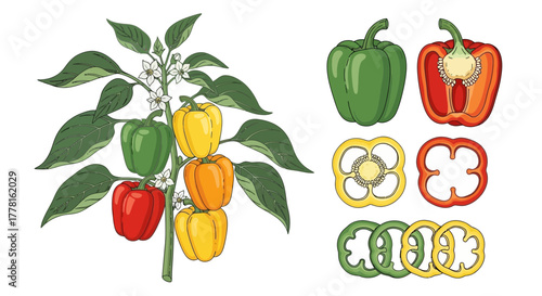 Illustration depicting a pepper plant with various colored peppers, whole peppers, a halved pepper, and sliced peppers.