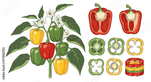 Illustration of a pepper plant with green leaves, white flowers, and colorful peppers, alongside cross-sections and slices of red, yellow, and green bell peppers.