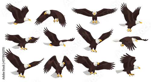 A collection of twelve illustrations depicting bald eagles in various flying poses, showcasing different angles and wing positions.