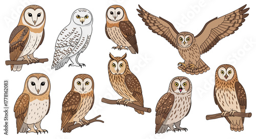 A collection of ten illustrated owls in various poses, including perched, flying, and standing, showcasing different species and color variations.