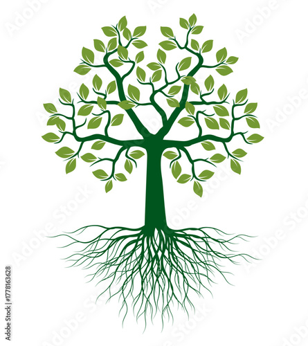 Shape of green Tree with Leaves and Roots on white background. Vector outline Illustration.
